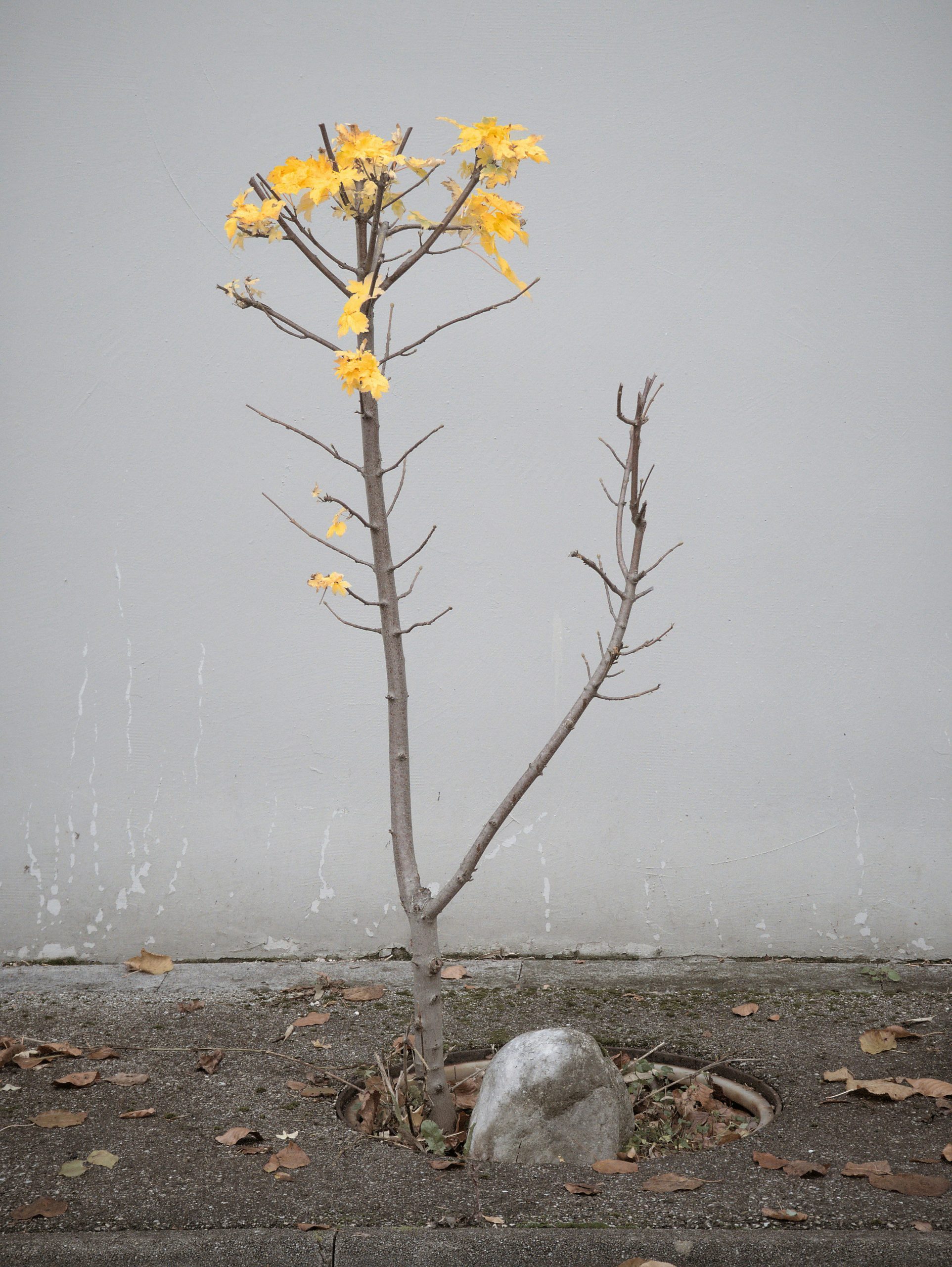 a small two armed tree with no leaves and a few yellow flowers blooming at the tip of the left arm branch. growing in a small cut out circle from the concrete with a rock at it's base and a concrete wall behind it.
