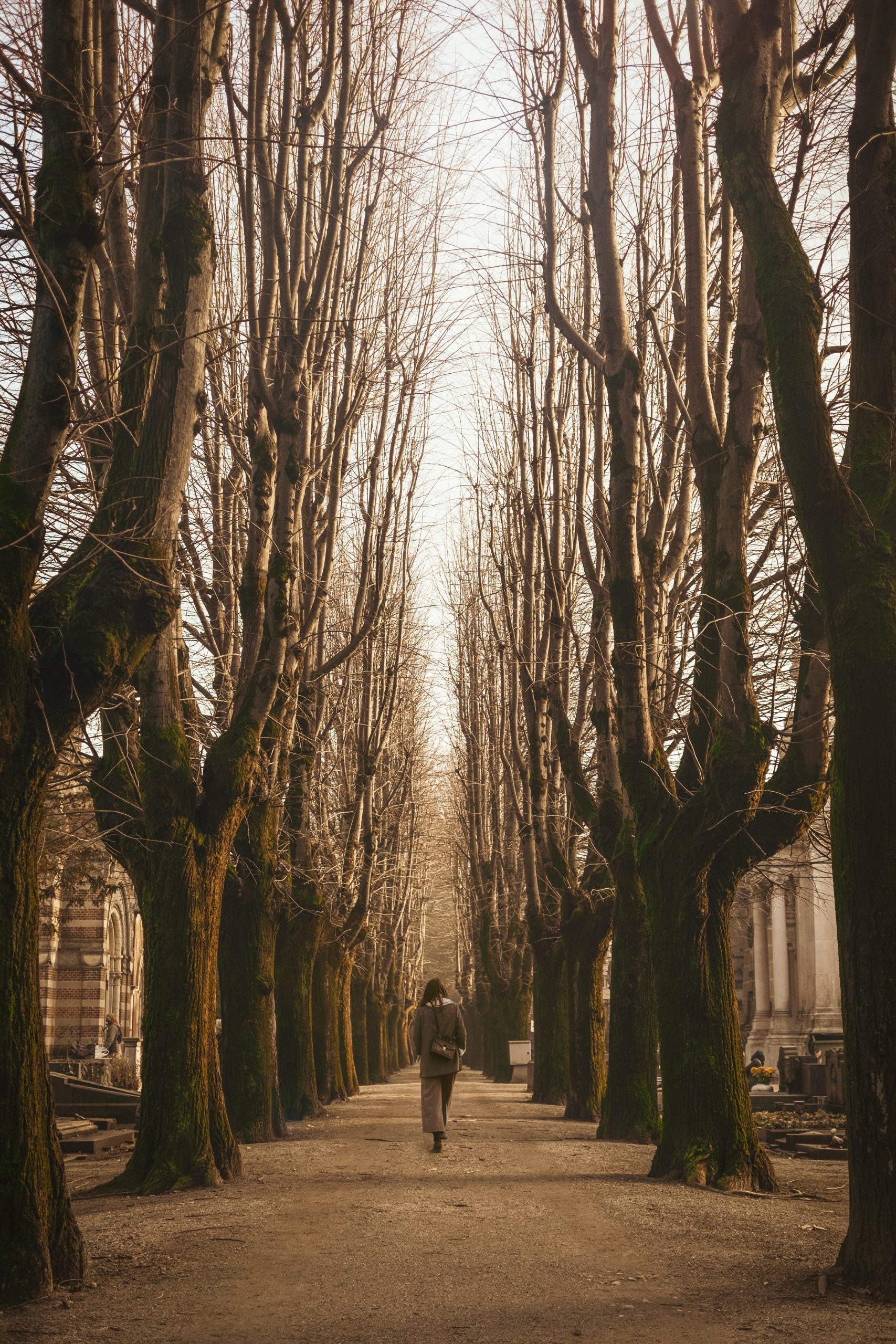 a person walking down the side walk lined with tall, bare trees.