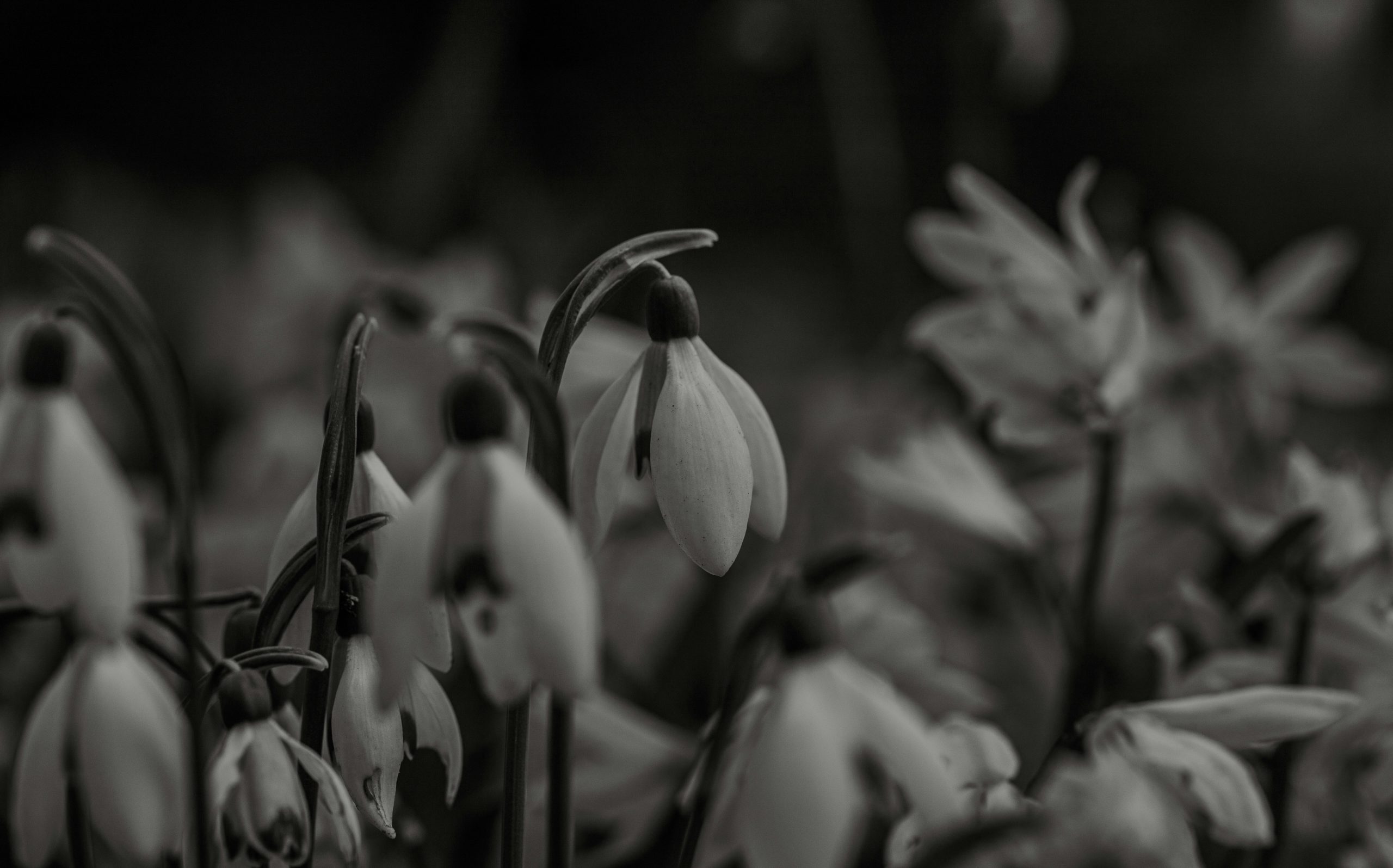 black and white photo of bell flowers drooping