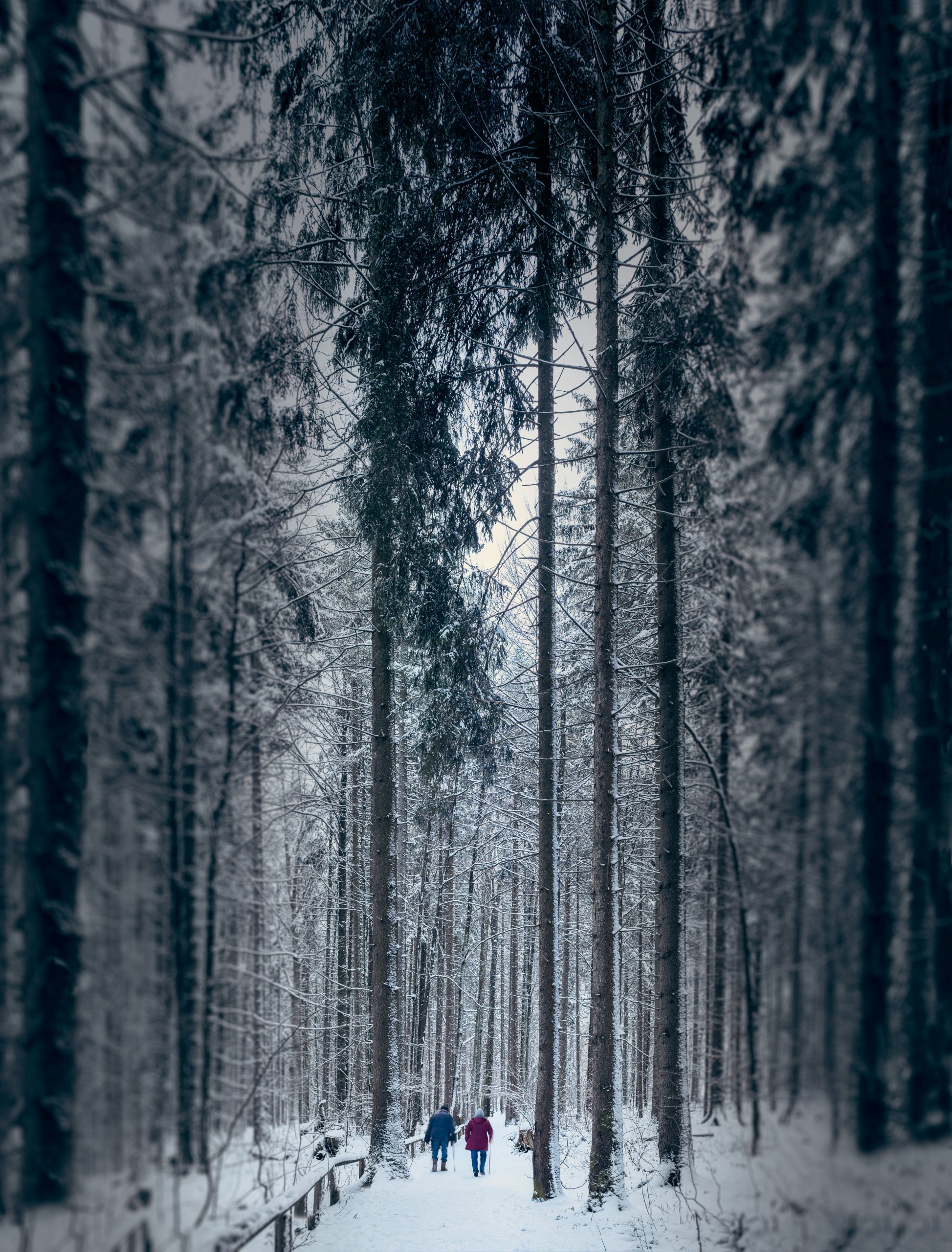 two people walking at a distance in a snow covered forest floor with tall trees